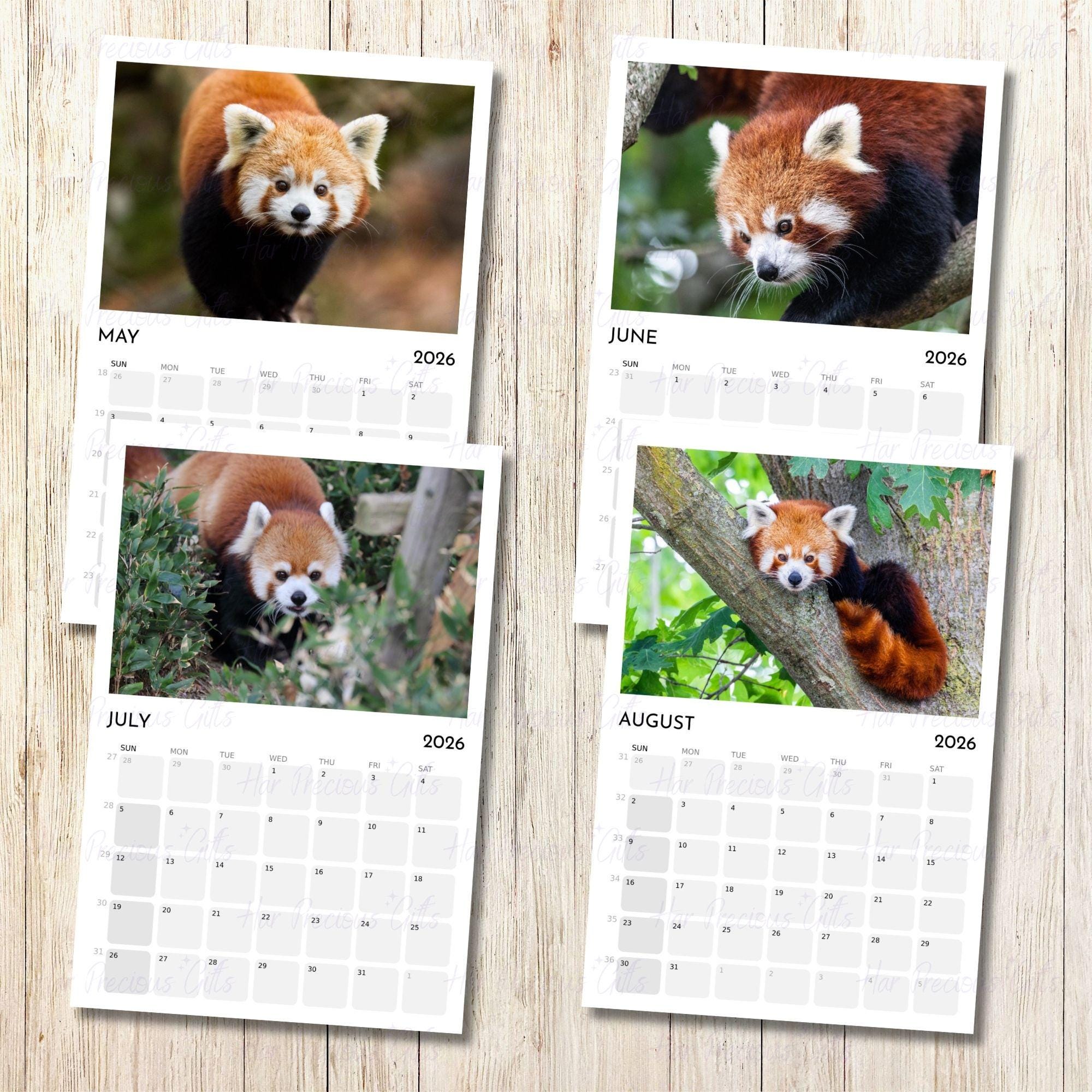 Red Panda Calendar 2026