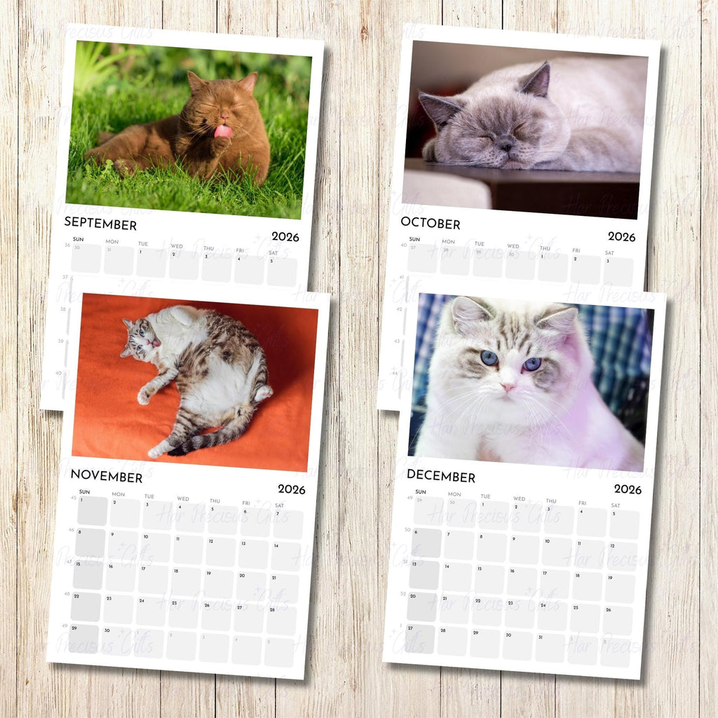 Cute Chubby Cats Calendar 2026