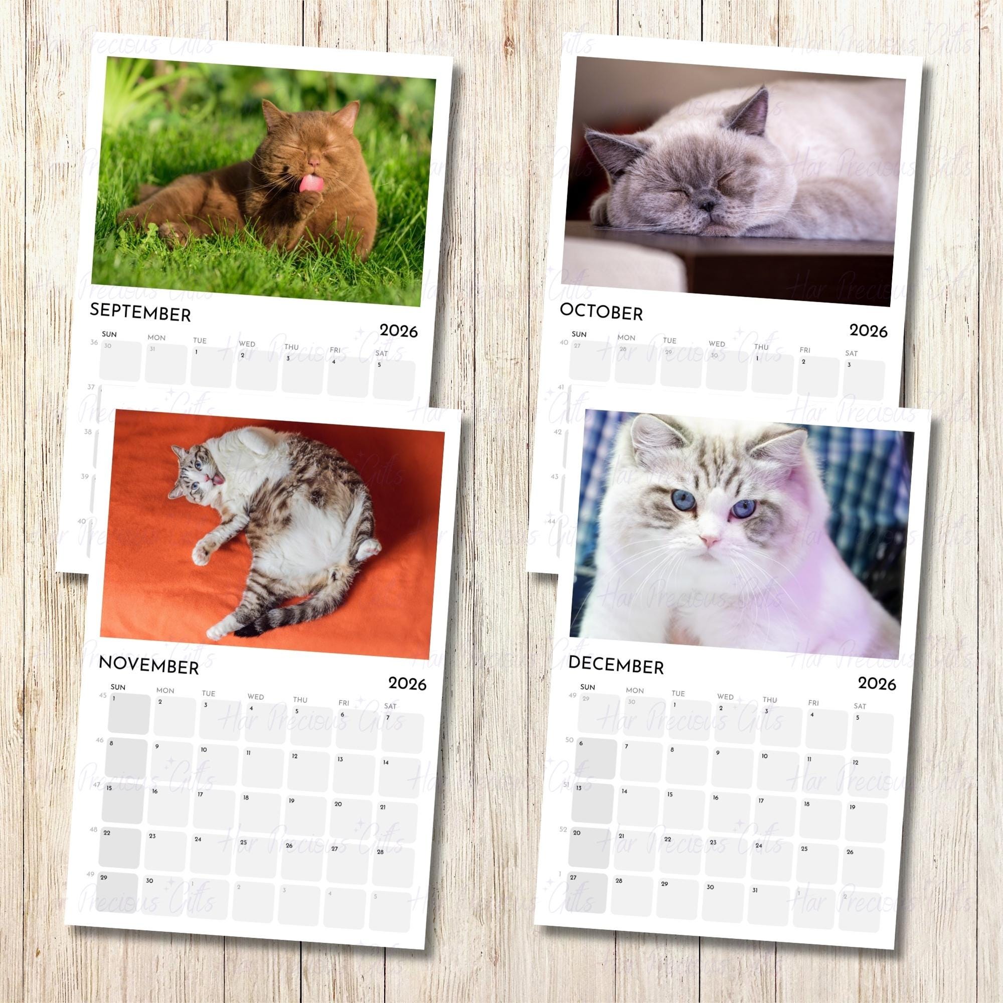 Cute Chubby Cats Calendar 2026