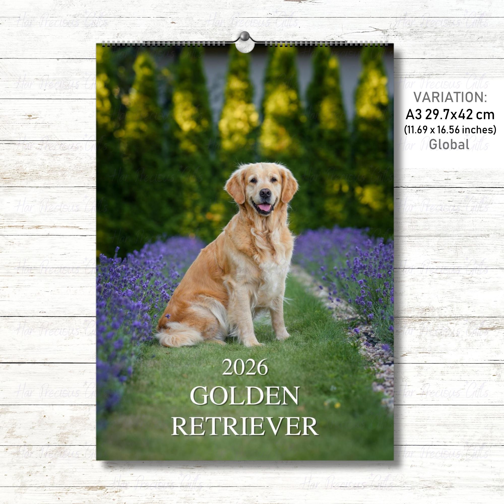 Golden Retriever Calendar 2026