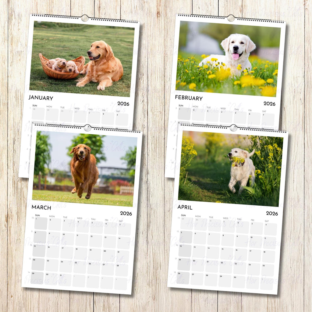 Golden Retriever Calendar 2026