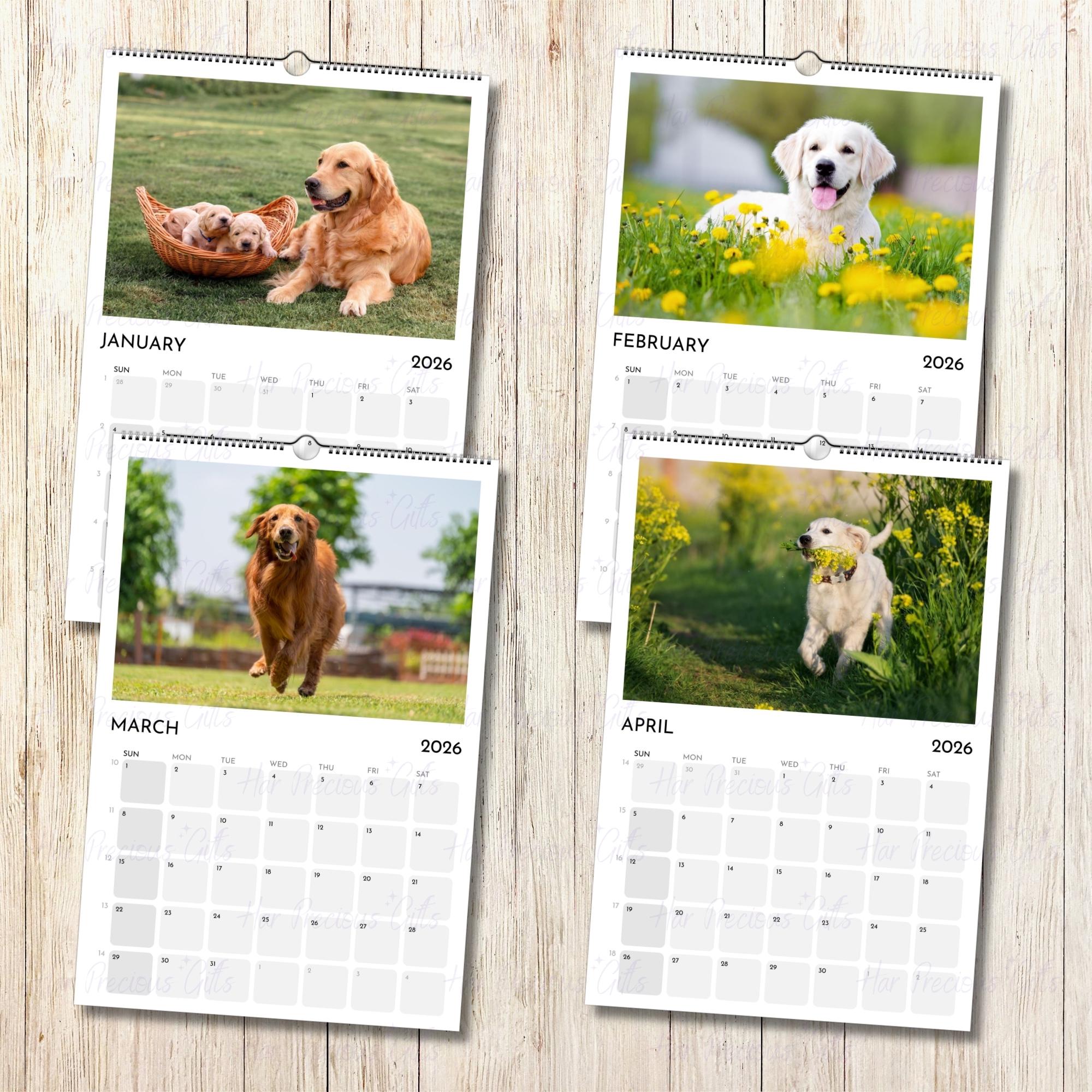 Golden Retriever Calendar 2026