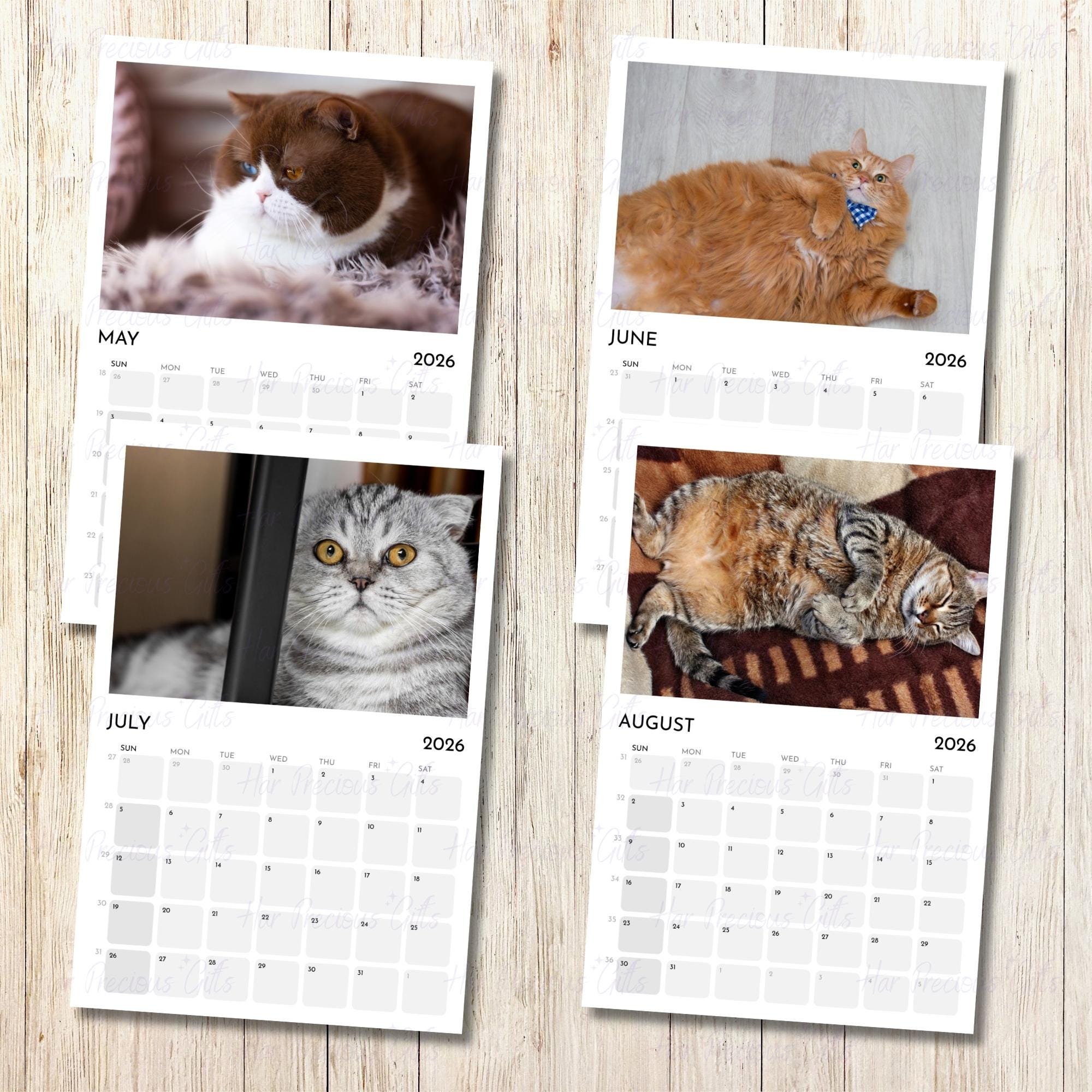 Cute Chubby Cats Calendar 2026