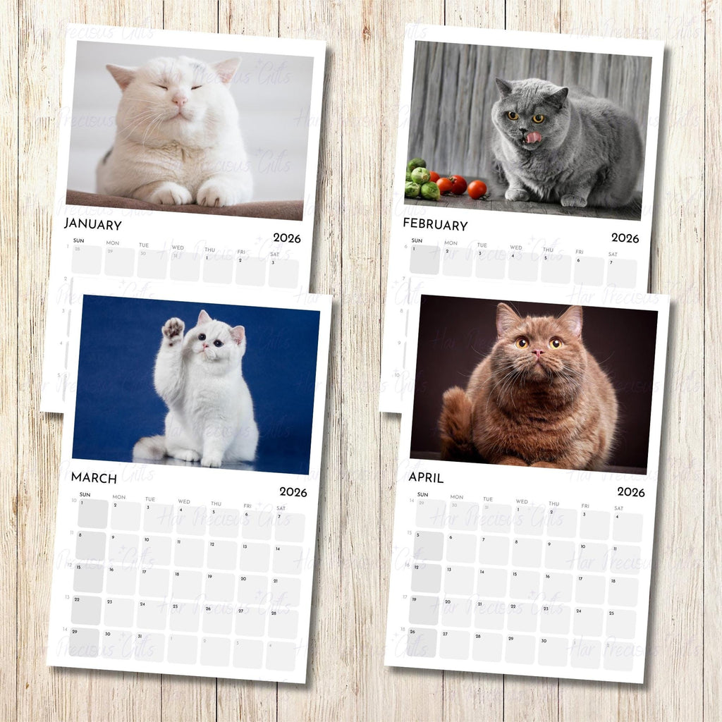Cute Chubby Cats Calendar 2026